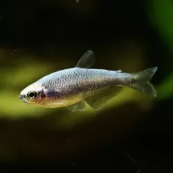 Königssalmler Super Blau - Inpaichthys Kerri Bleu