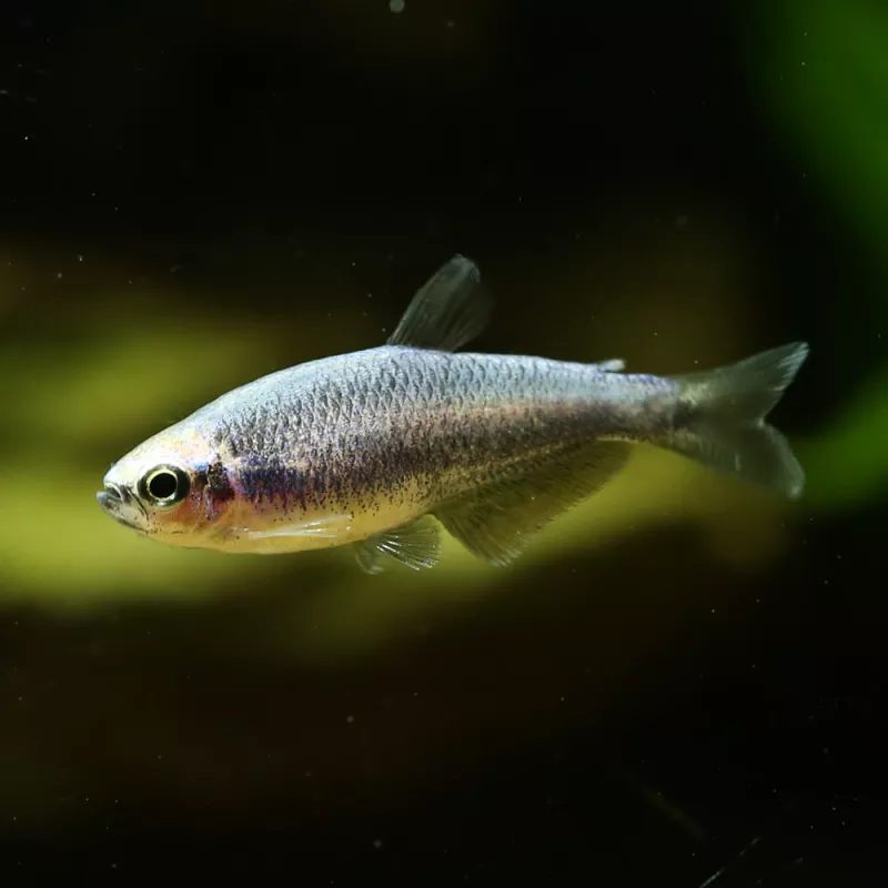 Tétra Royal Super Bleu - Inpaichthys Kerri Bleu