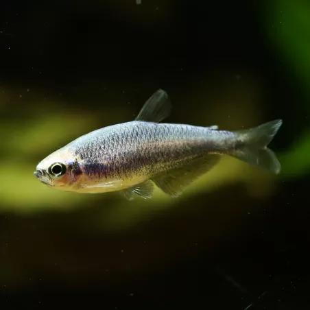 Tétra Royal Super Bleu - Inpaichthys Kerri Bleu