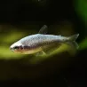 Tétra Royal Super Bleu - Inpaichthys Kerri Bleu
