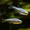 Königssalmler Super Blau - Inpaichthys Kerri Bleu