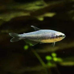 Königssalmler Super Blau - Inpaichthys Kerri Bleu