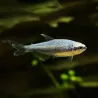 Königssalmler Super Blau - Inpaichthys Kerri Bleu