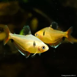 Insanguinato Tetra - Hyphessobrycon Callistus