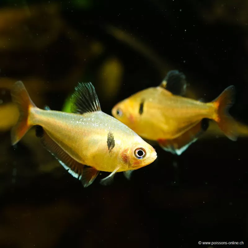 Tétra Sanglant - Hyphessobrycon Callistus