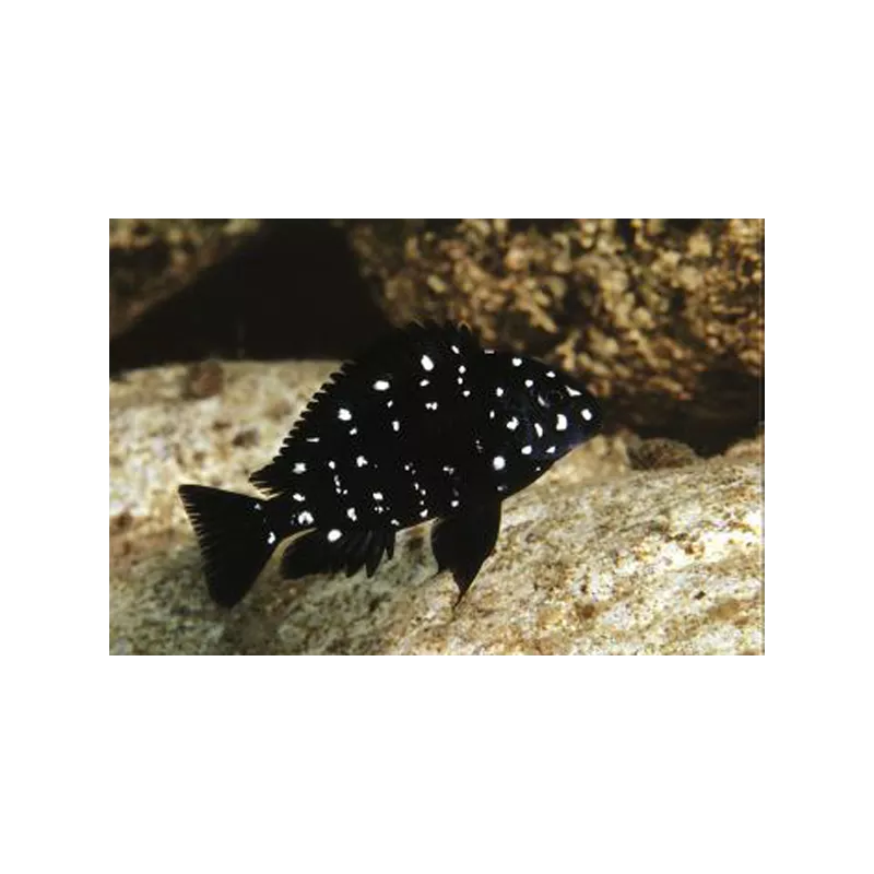 Tropheus A Raie Blanche - Tropheus Duboisi
