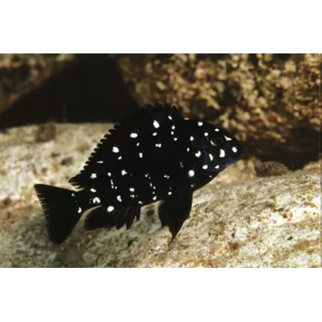 Tropheus A Raie Blanche - Tropheus Duboisi