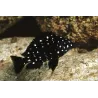 Tropheus A Raie Blanche - Tropheus Duboisi