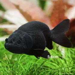 Sail Cinese - Black Ranchu - Carassius Auratus