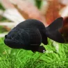 Voile De Chine - Ranchu Noir - Carassius Auratus