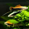 Xipho Gold Tuxedo - Xiphophorus Helleri