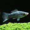 Xipho Nero - Xiphophorus Helleri