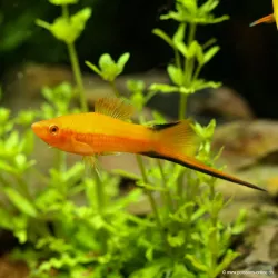 Schwertträger Orange Comet - Xiphophorus Helleri