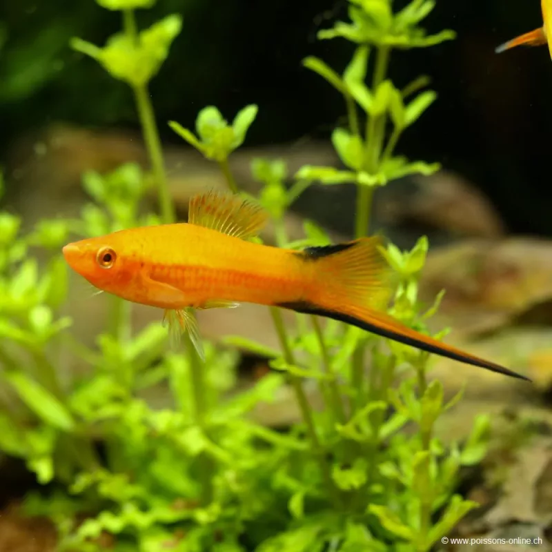 Schwertträger Orange Comet - Xiphophorus Helleri