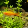 Schwertträger Orange Comet - Xiphophorus Helleri