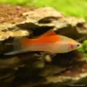 Schwertträger Pineapple - Xiphophorus Helleri