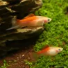 Schwertträger Pineapple - Xiphophorus Helleri