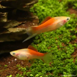 Xipho Pineapple - Xiphophorus Helleri