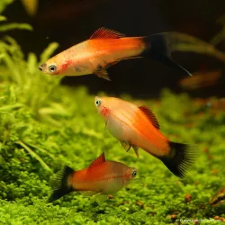 Xipho Pineapple Wagtil - Xiphophorus Helleri