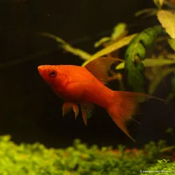 Xipho Red Velvet Lyre - Xiphophorus Helleri