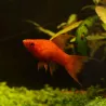 Xipho Rouge Velvet Lyre - Xiphophorus Helleri