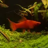Xipho Rouge Velvet Lyre - Xiphophorus Helleri
