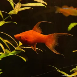 Xipho Red Velvet Lyre - Xiphophorus Helleri