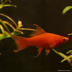 Xipho Rouge Velvet Lyre - Xiphophorus Helleri