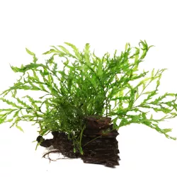 Bolbitis Heudelotii - 006 Yws