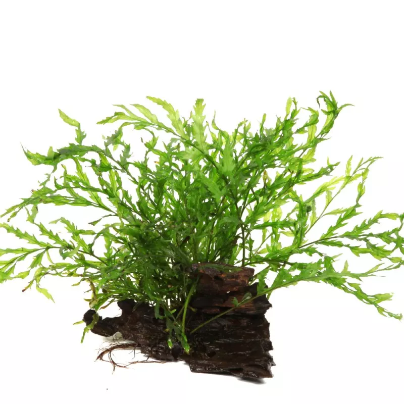 Bolbitis Heudelotii - 006 Yws