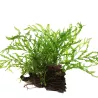 Bolbitis Heudelotii - 006 Yws
