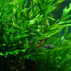 Bolbitis Heudelotii - 006 Yws