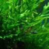 Bolbitis Heudelotii - 006 Yws