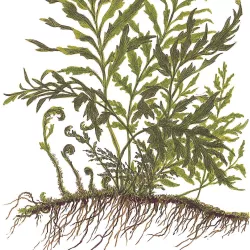Bolbitis Heudelotii - 006 Yws