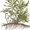 Bolbitis Heudelotii - 006 Yws