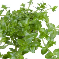Bacopa Caroliniana - 043