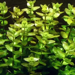 Bacopa Caroliniana - 043
