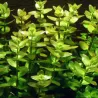 Bacopa Caroliniana - 043