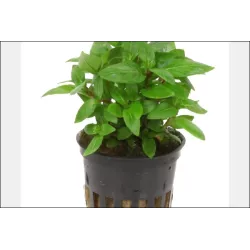 Staurogyne Repens - 049G