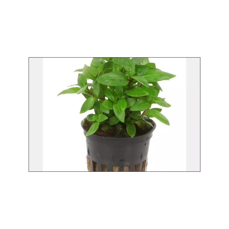 Staurogyne Repens - 049G - 049G