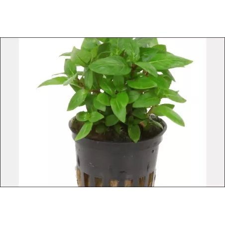 Staurogyne Repens - 049G - 049G