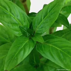Staurogyne Repens - 049G - 049G