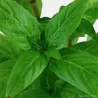 Staurogyne Repens - 049G - 049G