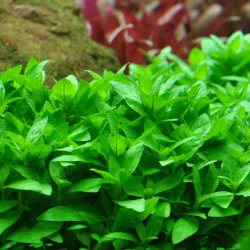 Staurogyne Repens - 049G - 049G