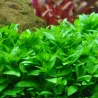 Staurogyne Repens - 049G - 049G