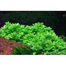 Staurogyne Repens - 049G - 049G