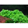 Staurogyne Repens - 049G - 049G