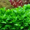 Staurogyne Repens - 049G - 049G