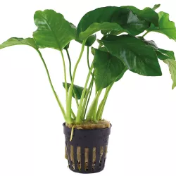 Anubias Barteri Var. Barteri - 101A