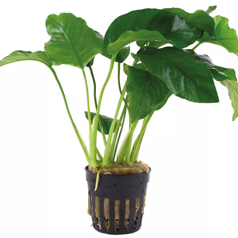 Anubias Barteri Var. Barteri - 101A